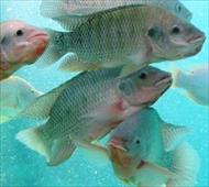 طرح توجیهی پرورش ماهی تیلاپیا